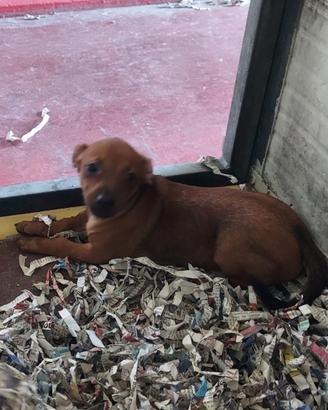 Pincher chihuahua