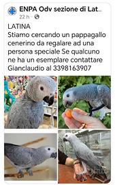 Piccolo Cenerino
