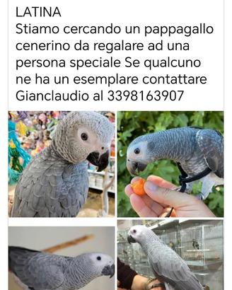 Piccolo Cenerino