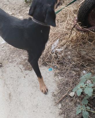 Cani da caccia al coniglio