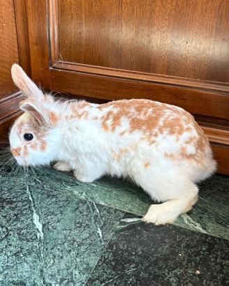 Ultimi cuccioli nani