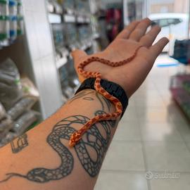 Serpente del grano