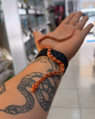 Serpente del grano