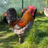 Marans