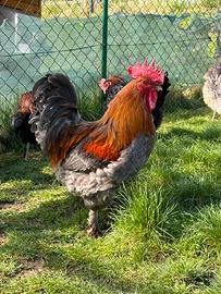 Marans