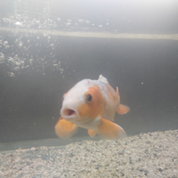 Carpa koi
