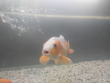 Carpa koi