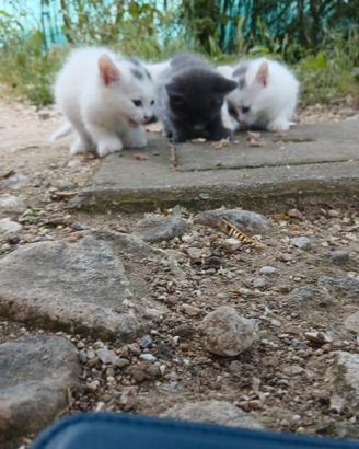 Si regala gattini belli e docili ortona chieti