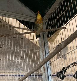 Usignolo del giappone