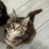 Maine Coon cucciola