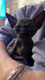 Sphynx