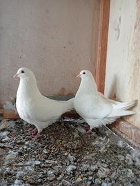 Colombi razza California