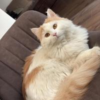 Gatto per Accoppiamento