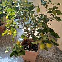 pianta limone 