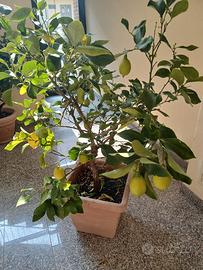 pianta limone 