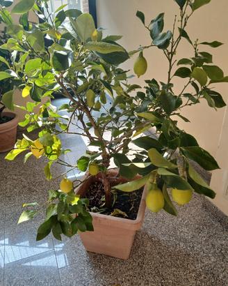 pianta limone 