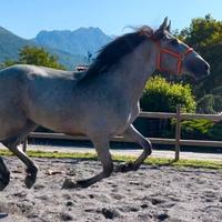 Cavallo Andaluso