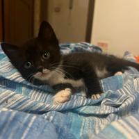 Gattina