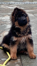 Cucciolo pastore tedesco