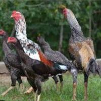 Galli e galline da riproduzione Shamu