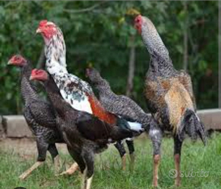 Galli e galline da riproduzione Shamu