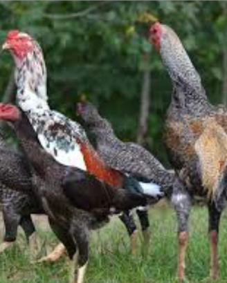 Galli e galline da riproduzione Shamu