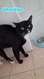 Groucho gatto bianconero di tre anni