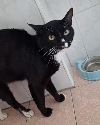 Groucho gatto bianconero di tre anni