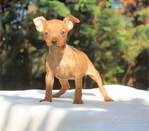 Pincher toy maschio e femmina rosso