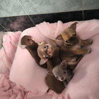 Cuccioli chihuahua, guarda tutte le foto,LEGGILO