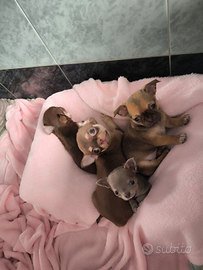 Cuccioli chihuahua, guarda tutte le foto,LEGGILO