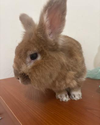 Coniglietto