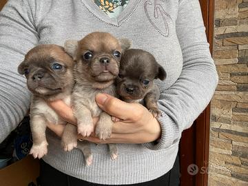 Splendidi chihuahua maschietti