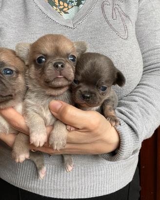 Splendidi chihuahua maschietti