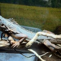 Iguana