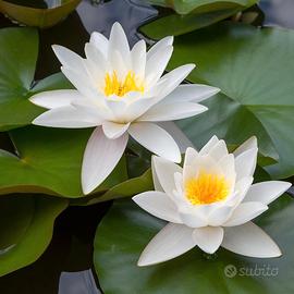 Ninfee con fiore bianco