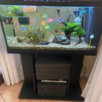 Acquario