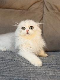 Gattino scottish fold Pedigree