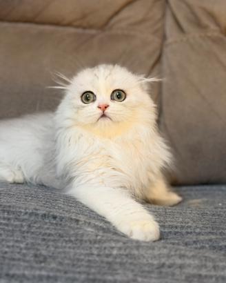 Gattino scottish fold Pedigree