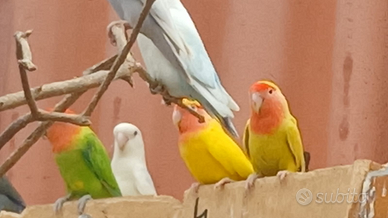 Pappagalli inseparabili