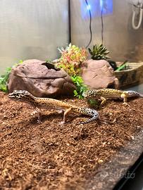 Coppia di Geco Leopardino