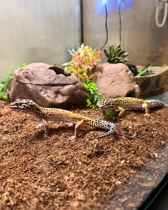 Coppia di Geco Leopardino