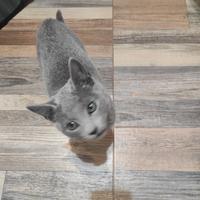 Gatti Blu di Russia