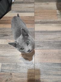 Gatti Blu di Russia