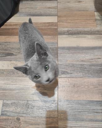 Gatti Blu di Russia