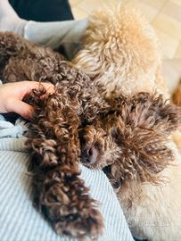 Barboncino maschietto toy per monta