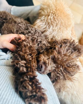 Barboncino maschietto toy per monta