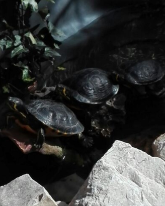 3 tartarughe d'acqua adulte