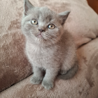 British Shorthair blue