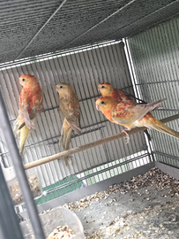 Parrocchetto dal groppone rosso